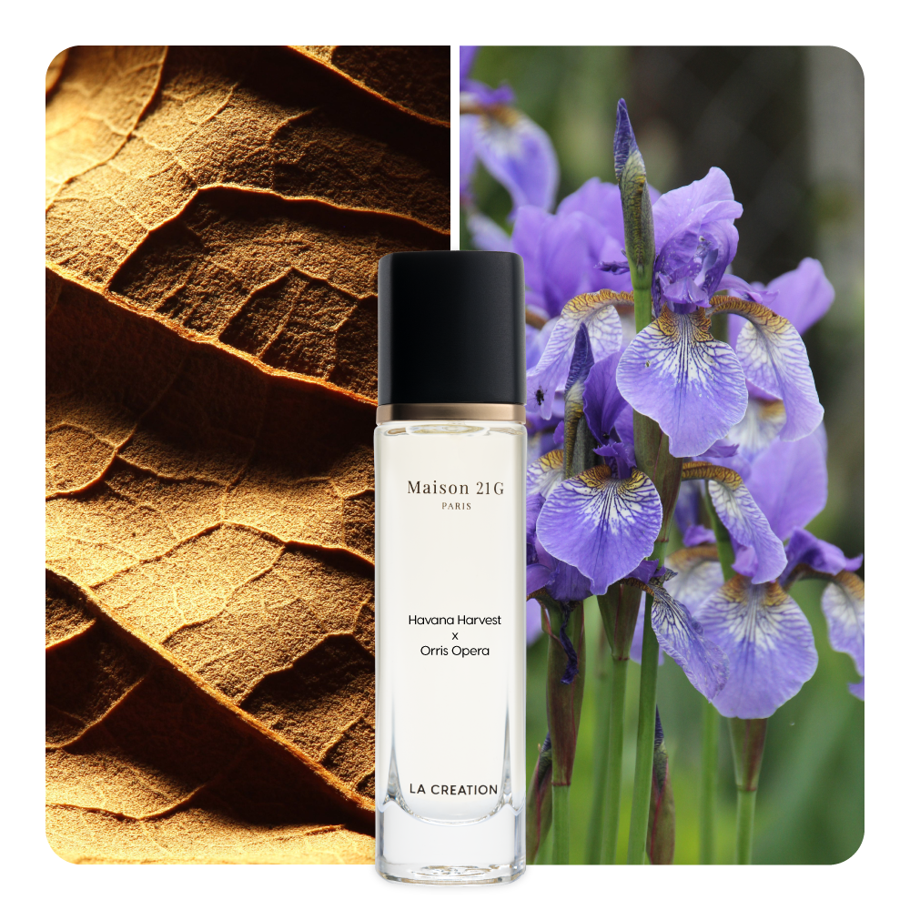Nước hoa Havana Harvest x Orris Opera