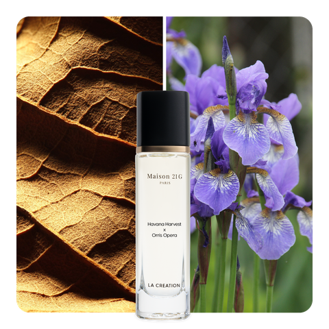 Nước hoa Havana Harvest x Orris Opera