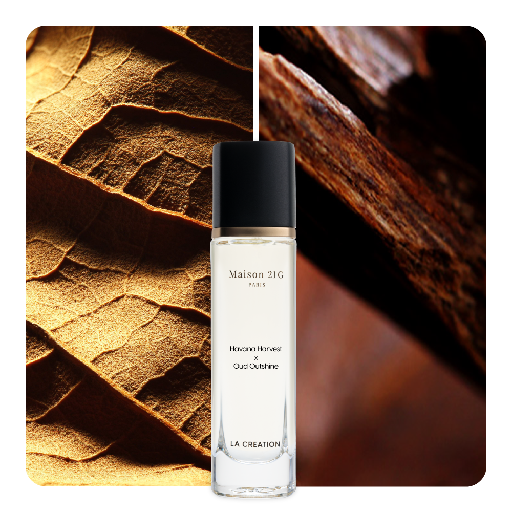 Nước hoa Havana Harvest x Oud Outshine