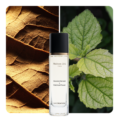 Nước hoa Havana Harvest x Patchouli Power