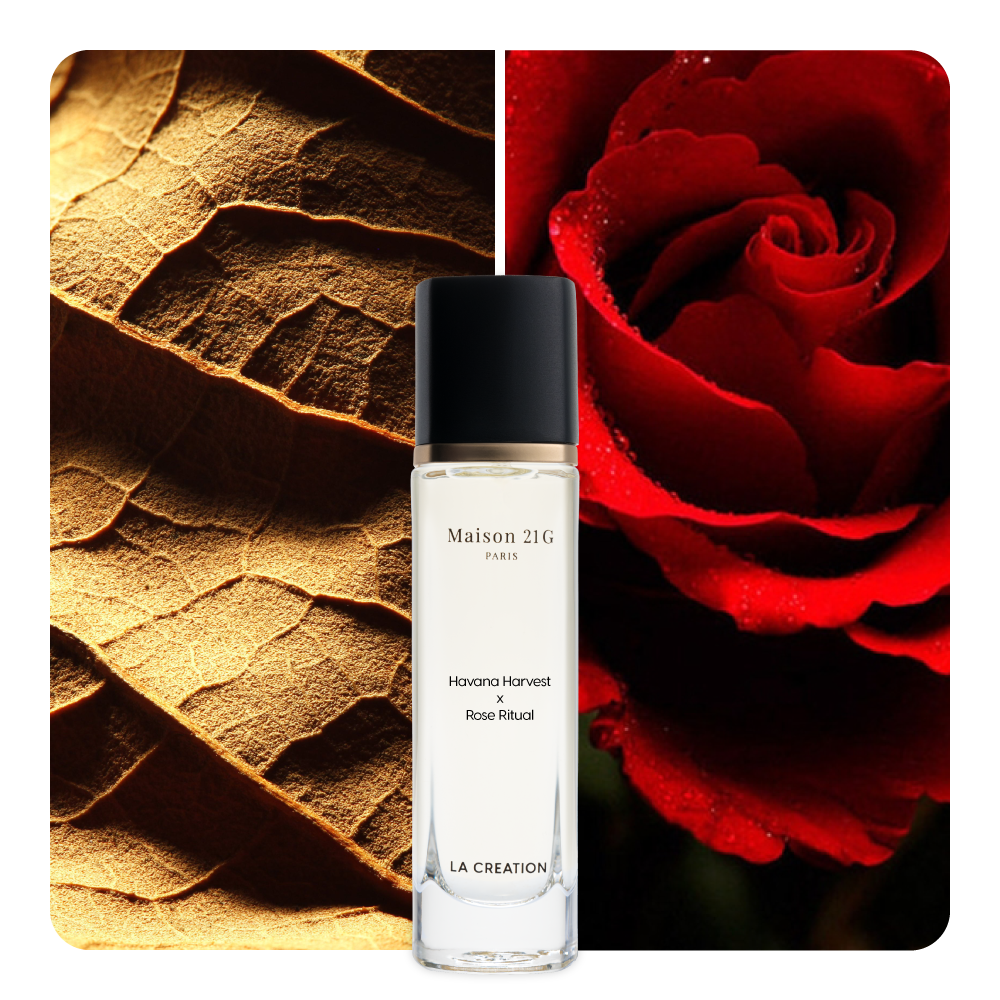Nước hoa Havana Harvest x Rose Ritual