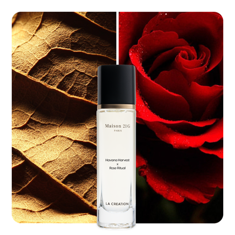 Nước hoa Havana Harvest x Rose Ritual