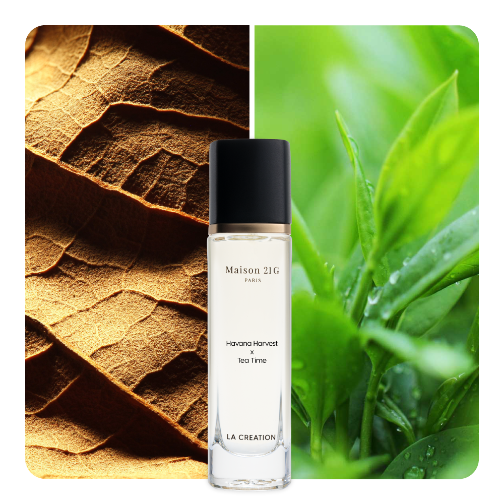 Nước hoa Havana Harvest x Tea Time