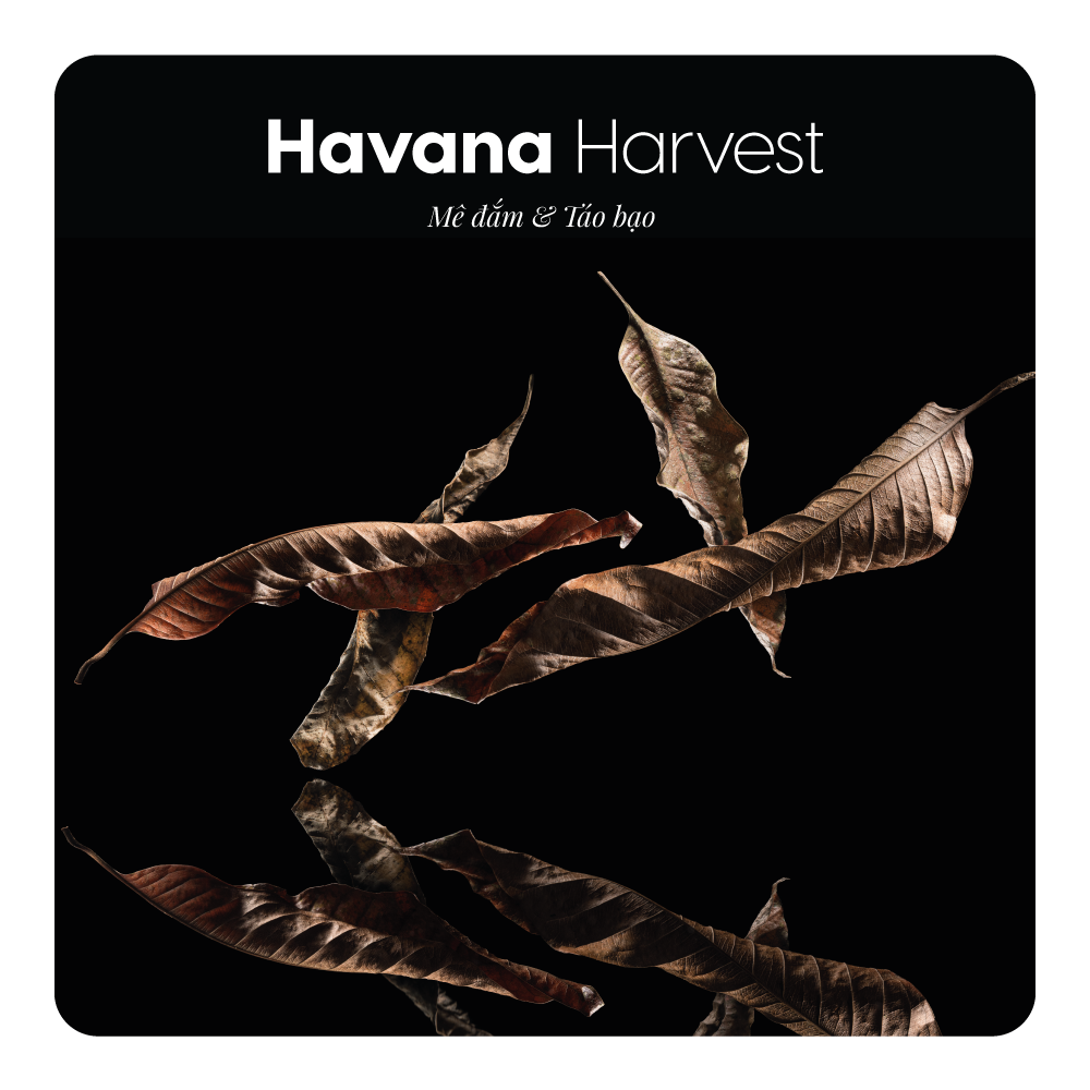 Nước hoa Havana Harvest