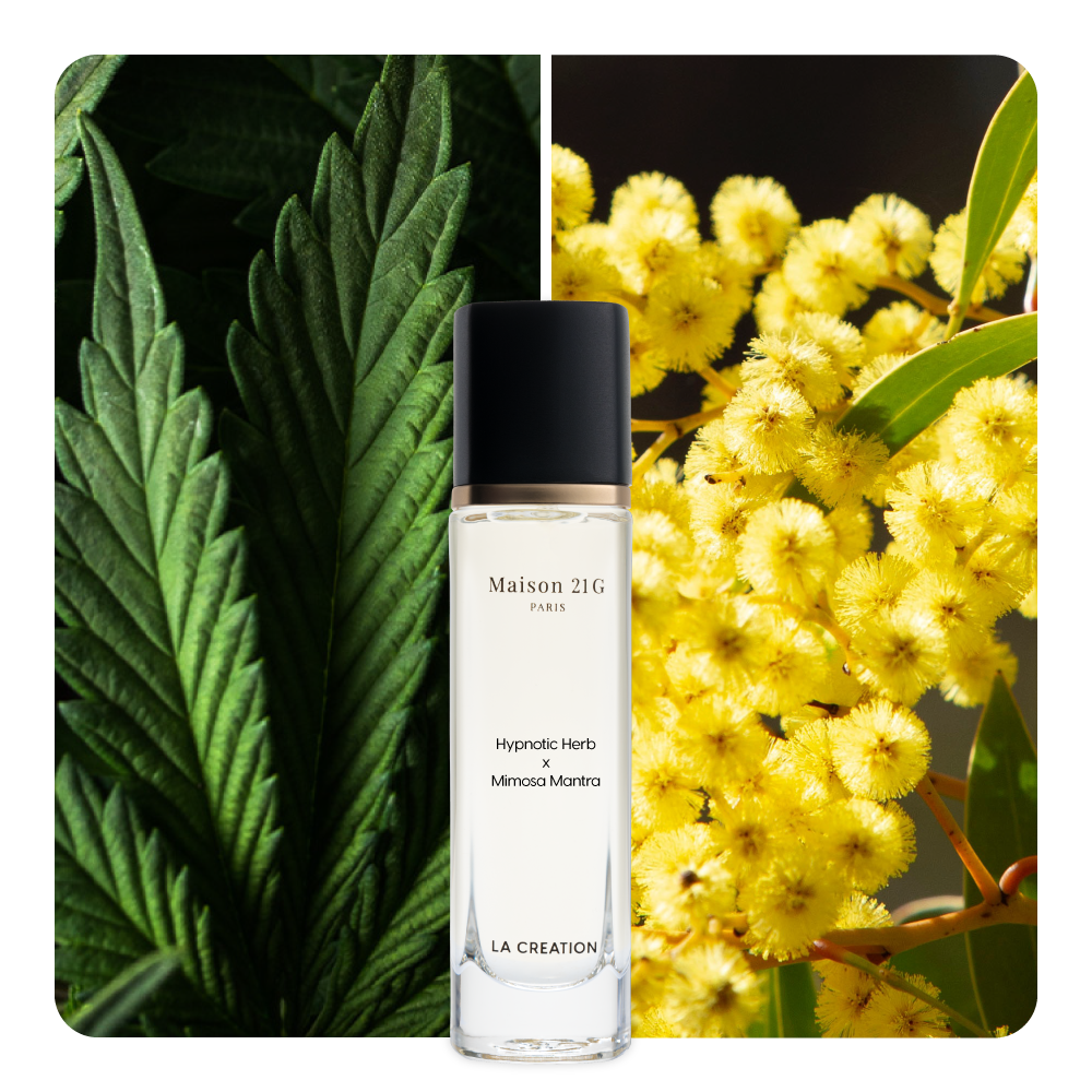 Nước hoa Hypnotic Herb x Mimosa Mantra