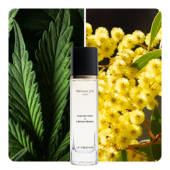 Nước hoa Hypnotic Herb x Mimosa Mantra