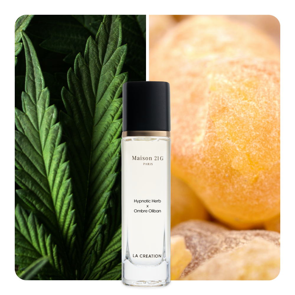 Nước hoa Hypnotic Herb x Ombre Oliban