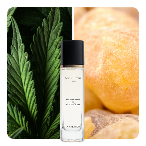 Nước hoa Hypnotic Herb x Ombre Oliban