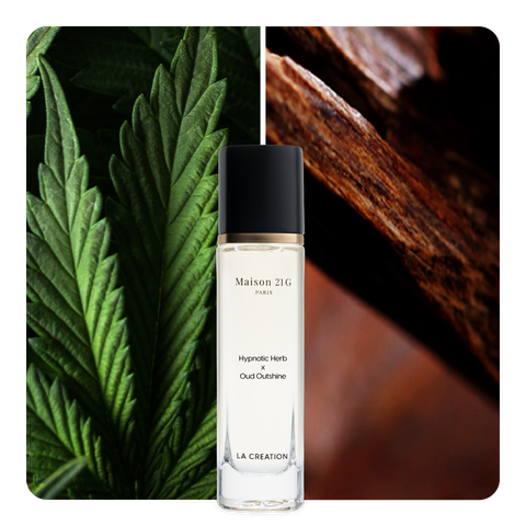 Nước hoa Hypnotic Herb x Oud Outshine