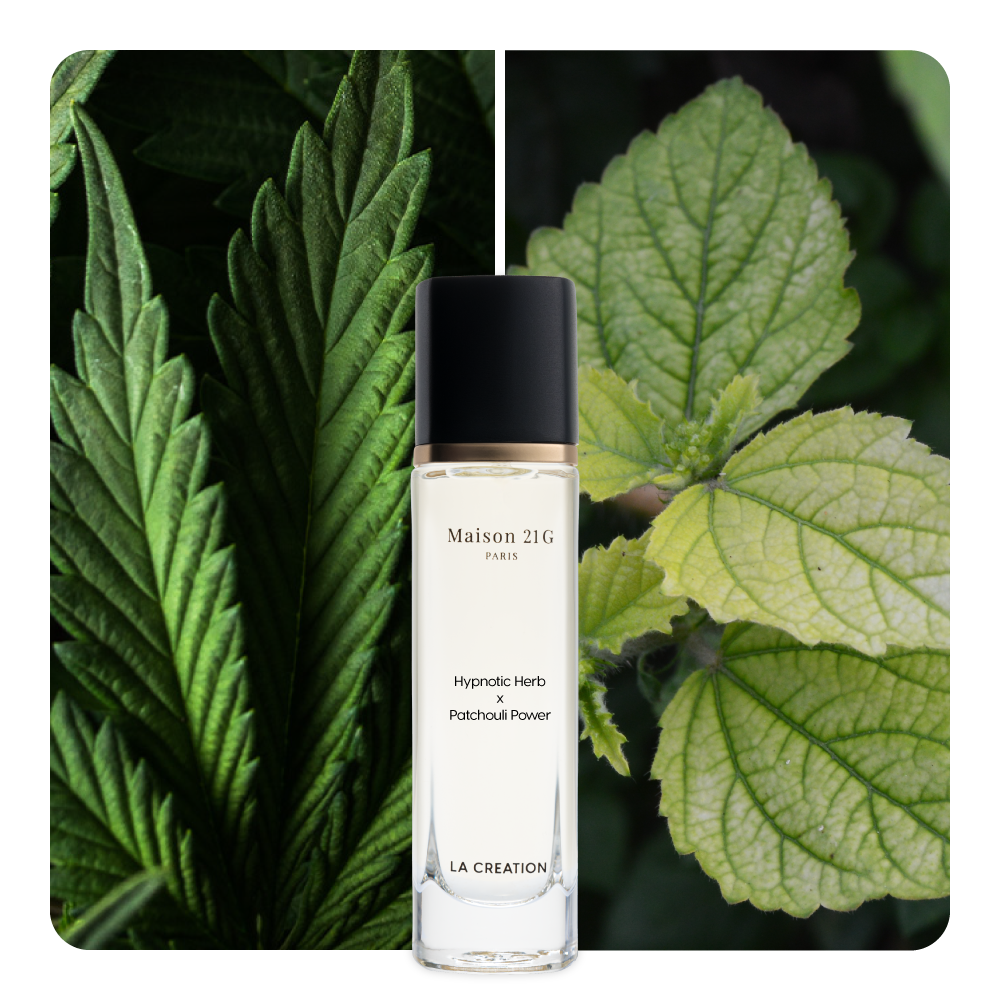 Nước hoa Hypnotic Herb x Patchouli Power