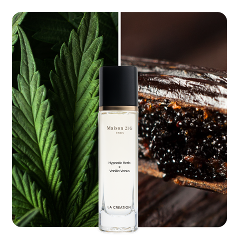 Nước hoa Hypnotic Herb x Vanilla Venus