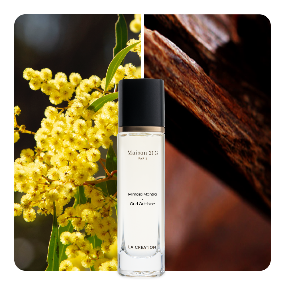 Nước hoa Mimosa Mantra x Oud Outshine