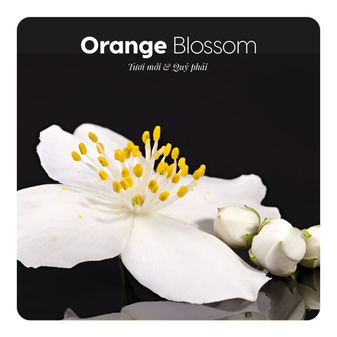 Nước hoa Orange Blossom