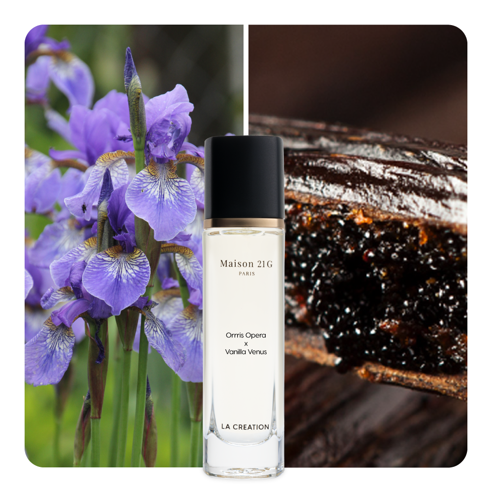 Nước hoa Orris Opera x Vanilla Venus