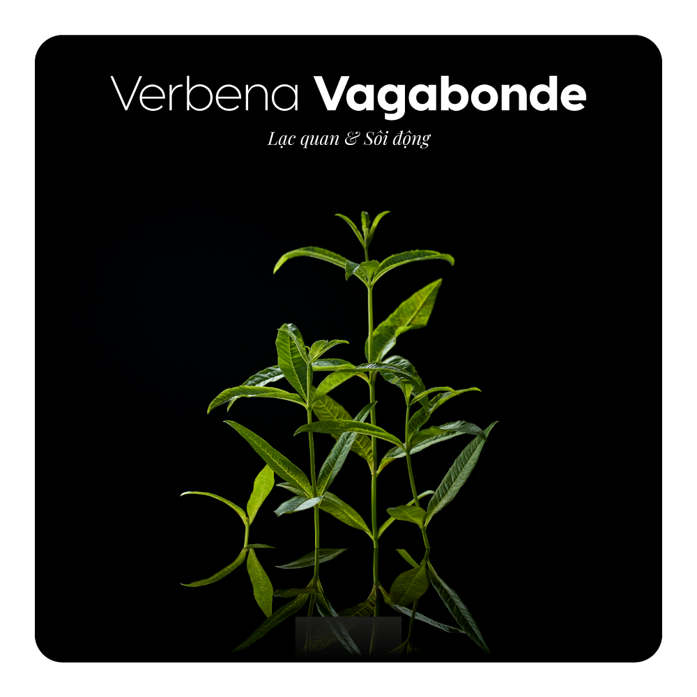 Nước hoa Verbena Vagabonde