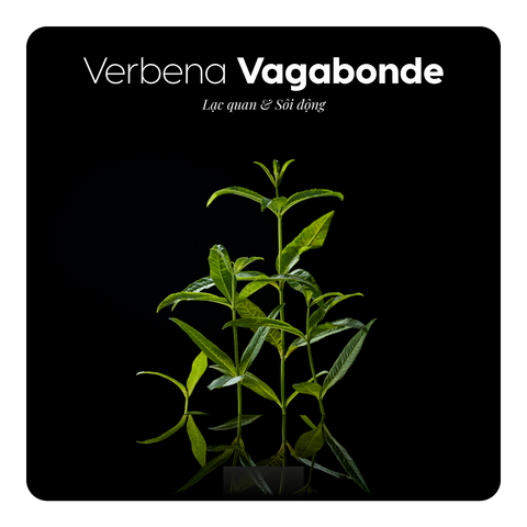 Nước hoa Verbena Vagabonde