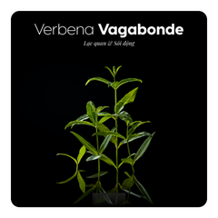 Nước hoa Verbena Vagabonde