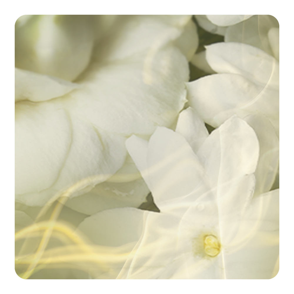 Nước hoa Jazzy Jasmine