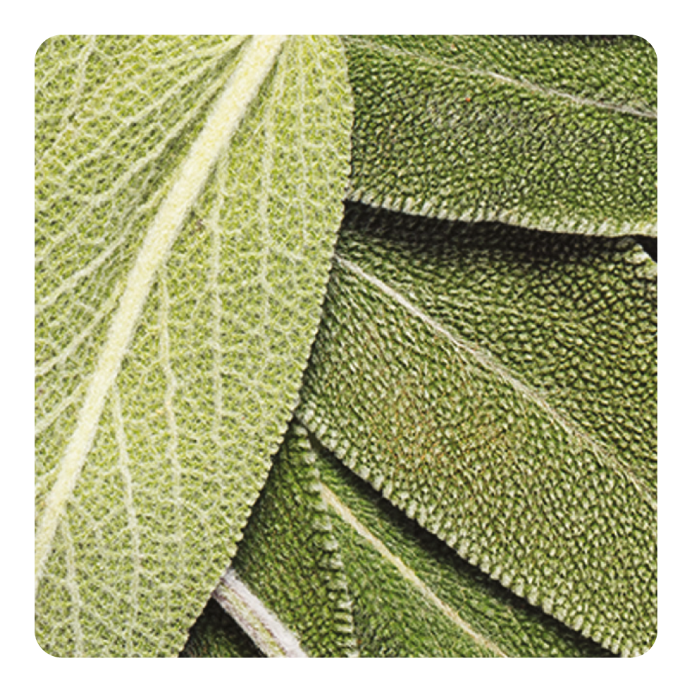 Nước hoa Sage Supreme