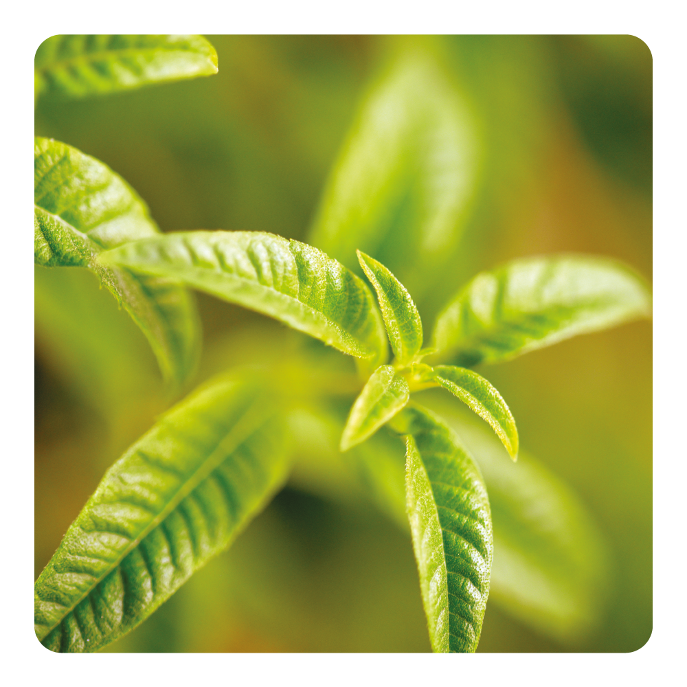 Nước hoa Verbena Vagabonde