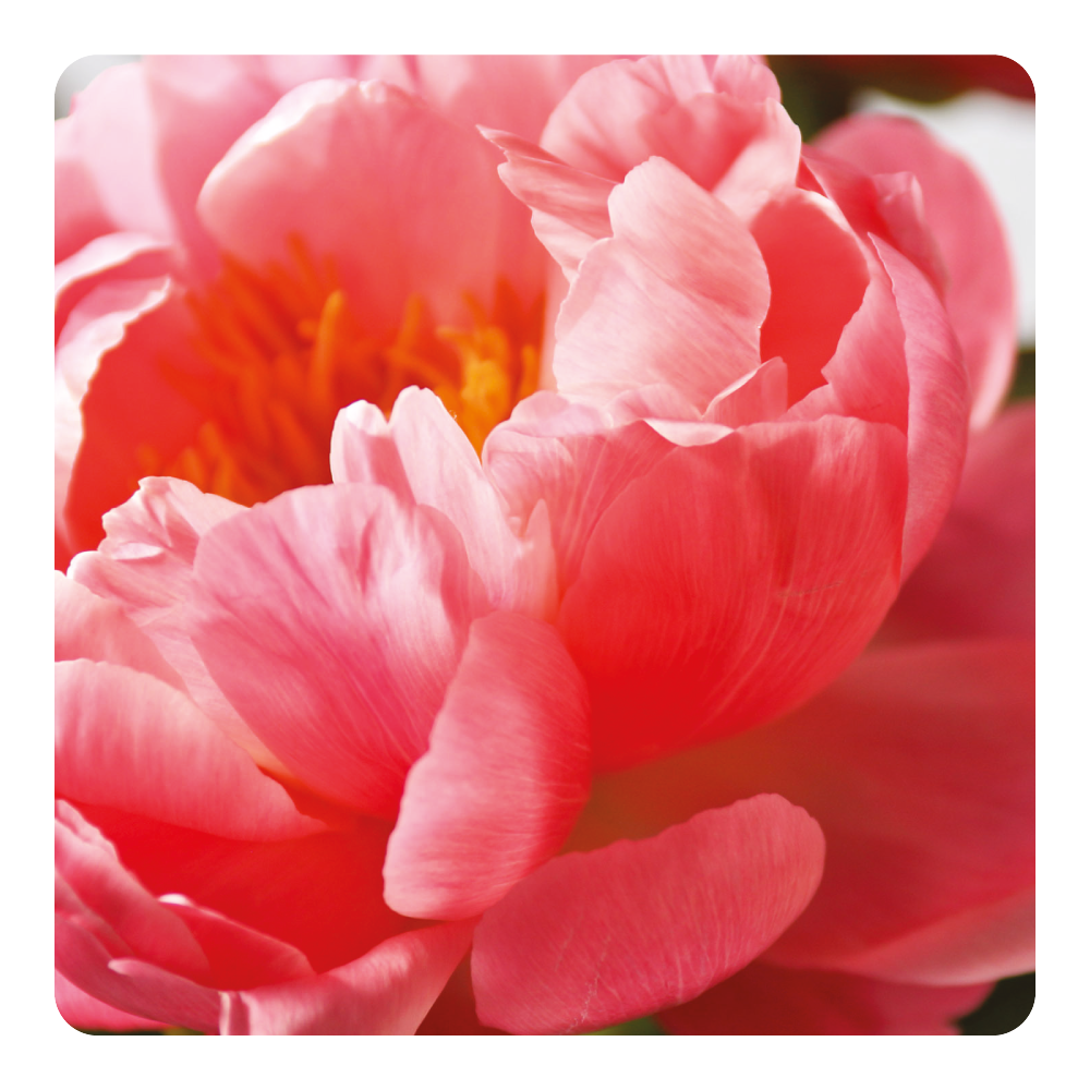 Nước hoa Peony Pearl