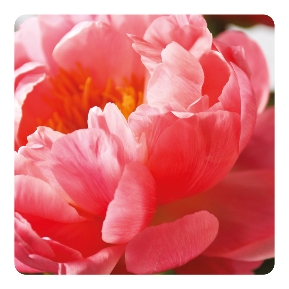 Nước hoa Peony Pearl