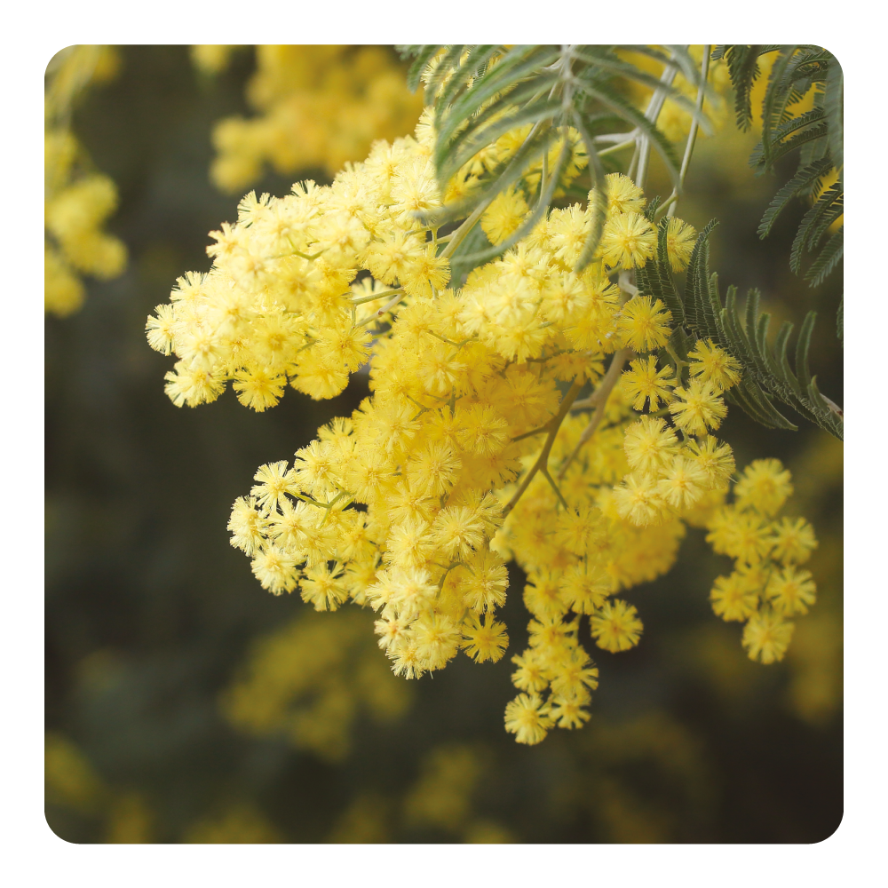 Nước hoa Mimosa Mantra