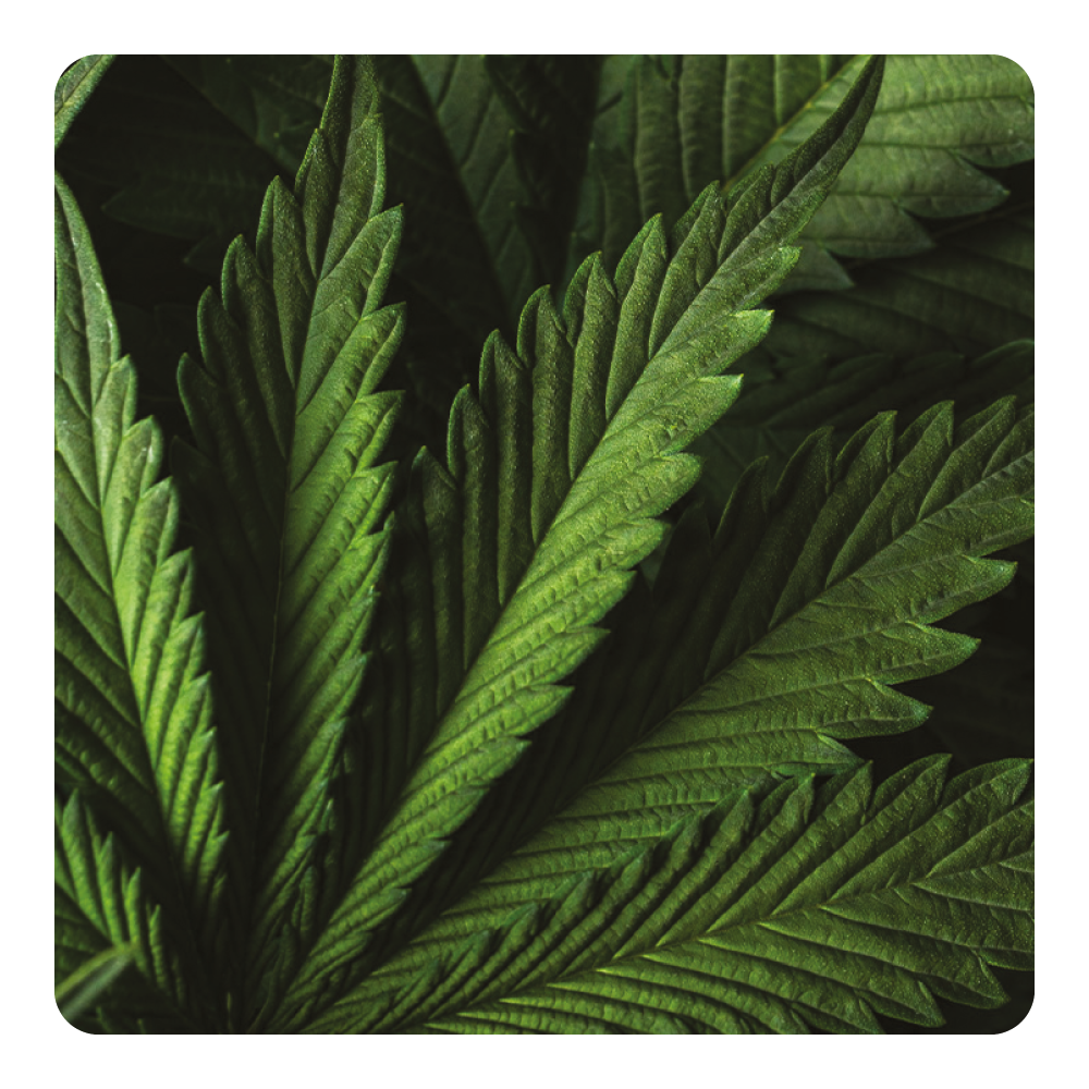 Nước hoa Hypnotic Herb