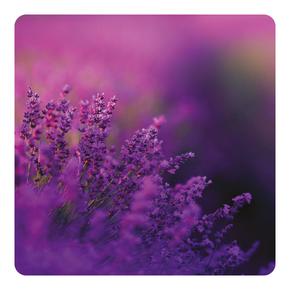 Nước hoa Lavender Legend