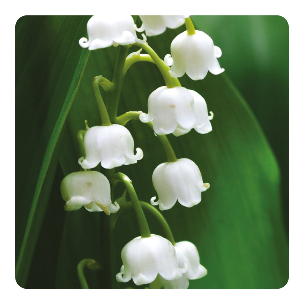 Nước hoa Muguet Muse