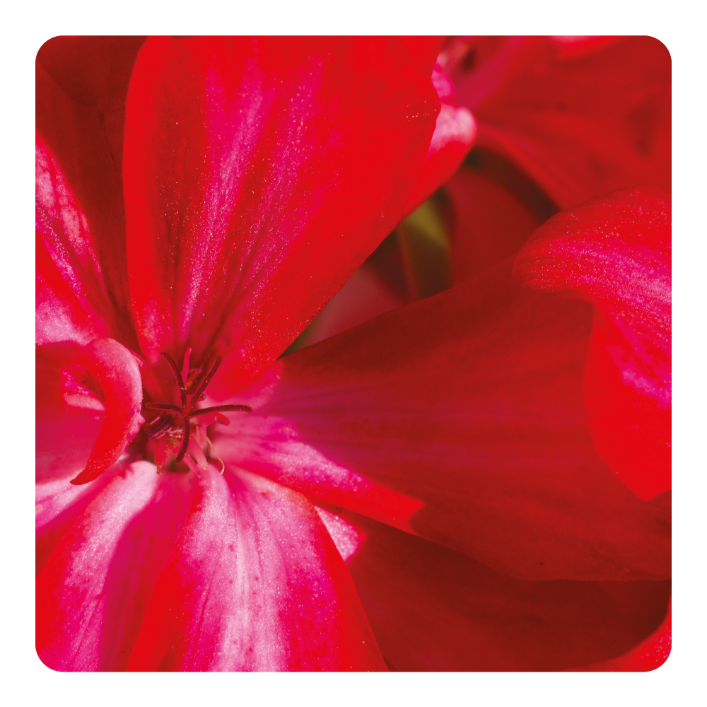 Nước hoa Geranium Gem