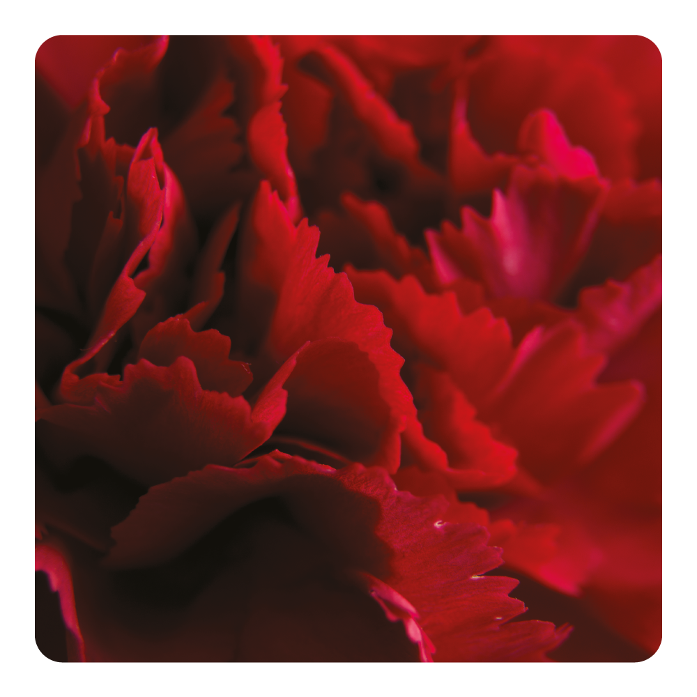 Nước hoa Clandestine Carnation
