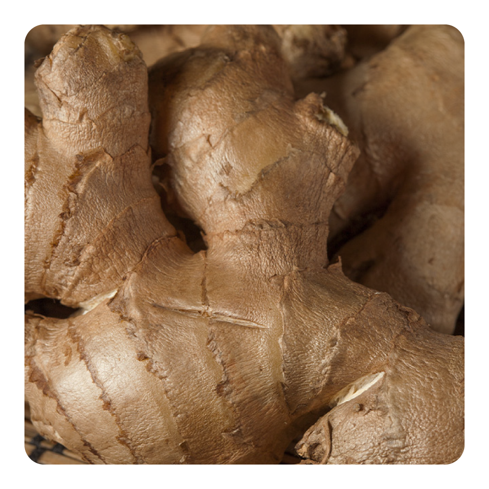 Nước hoa Ginger Game