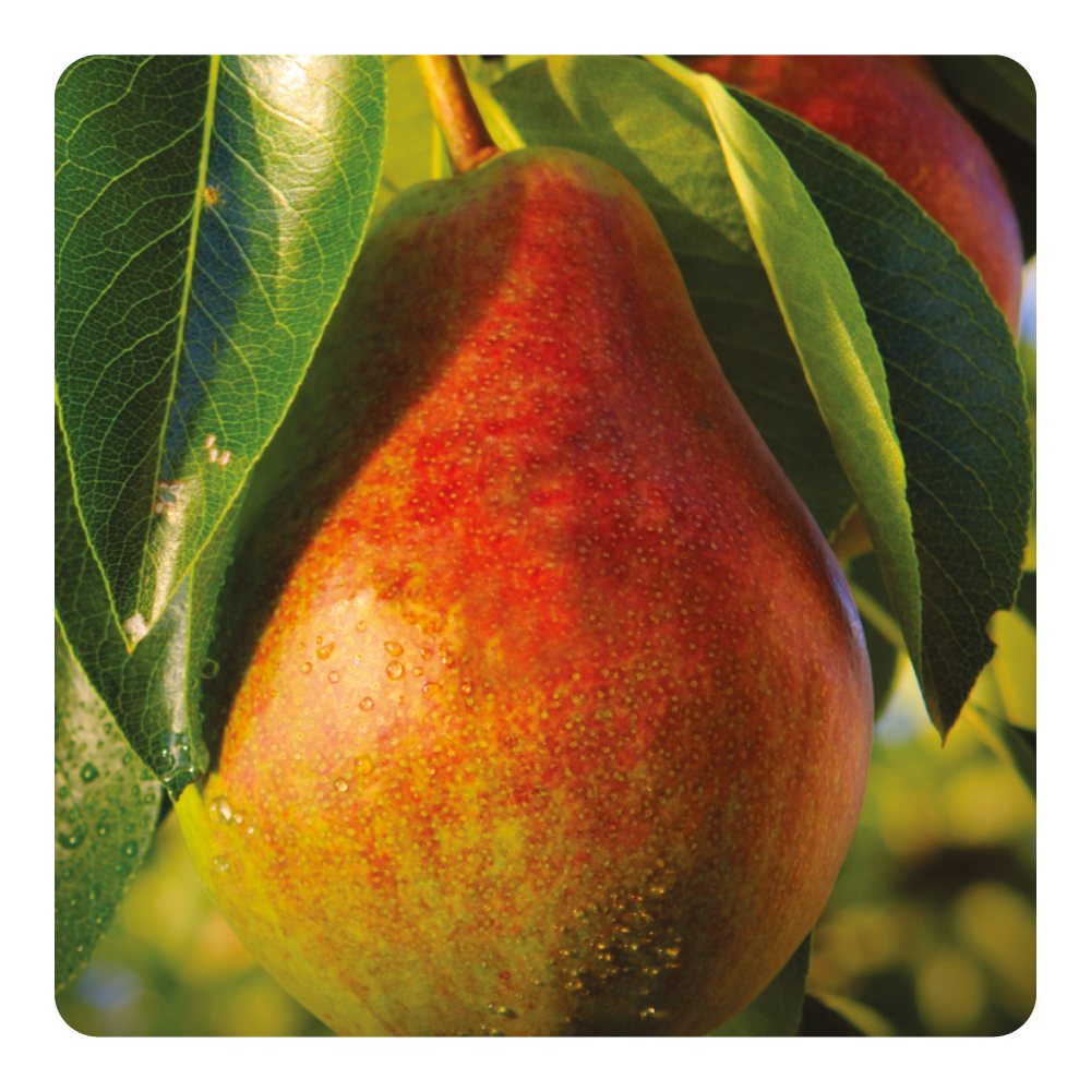 Nước hoa Poetic Pear