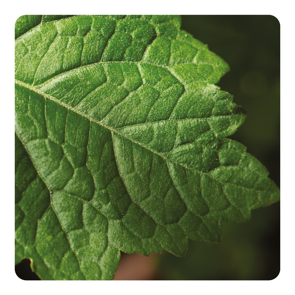Nước hoa Patchouli Power