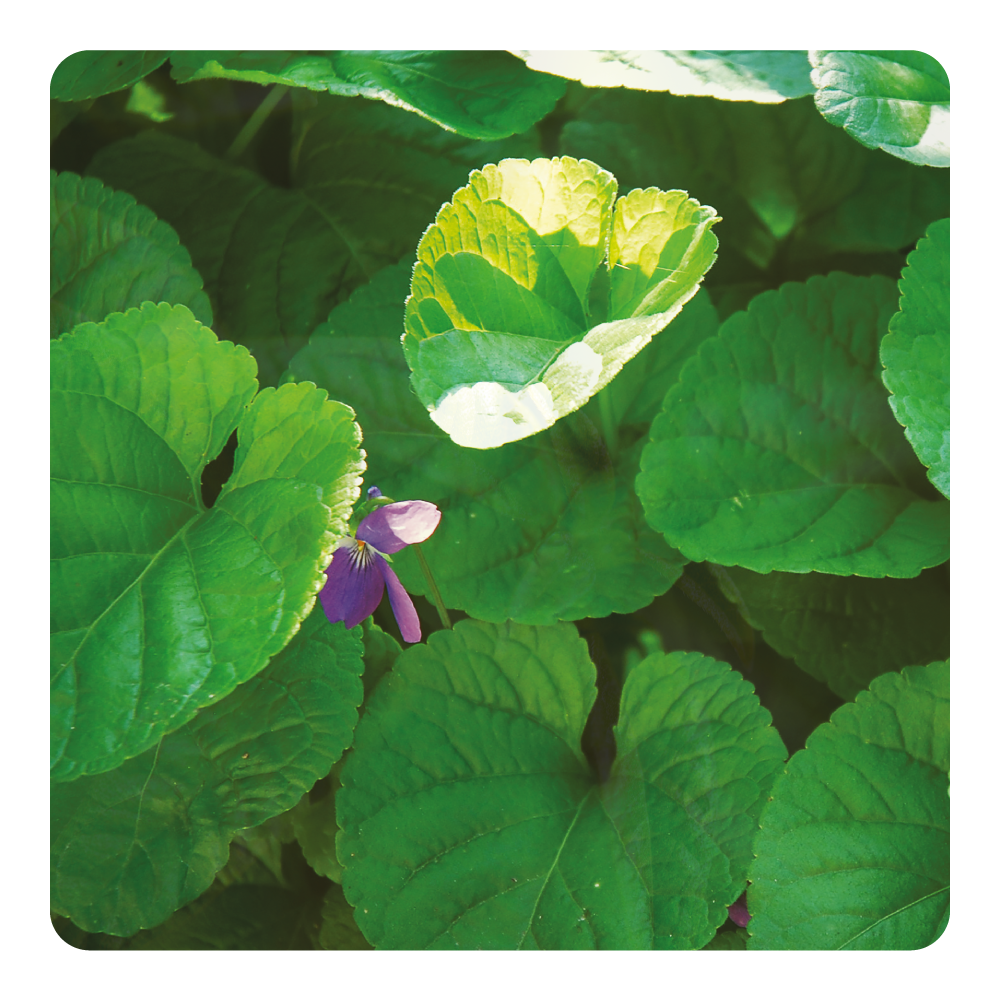 Nước hoa Vintage Violette