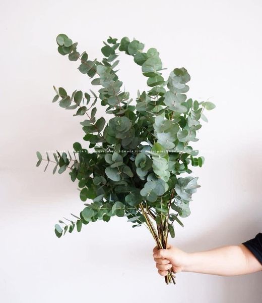  Lá bạc Đà Lạt 