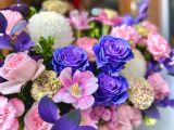  H0135-TUỔI MỘNG MƠ 