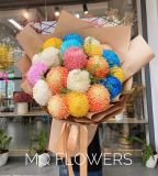  B0158-COLORFUL 