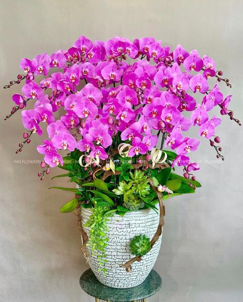  L0029 - LAN HỒ ĐIỆP 