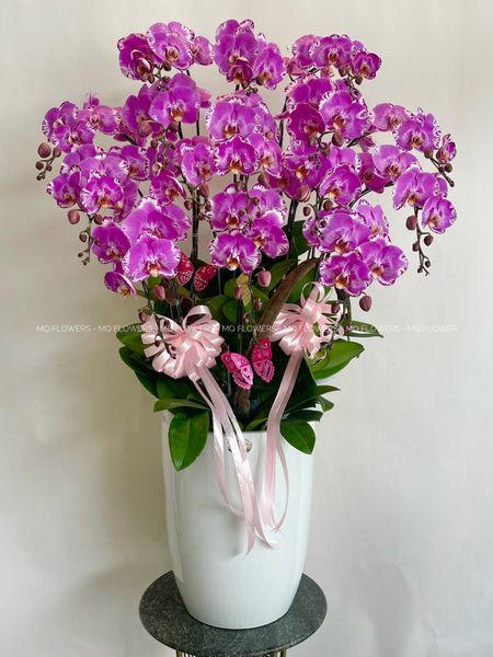  L0031 - LAN HỒ ĐIỆP 