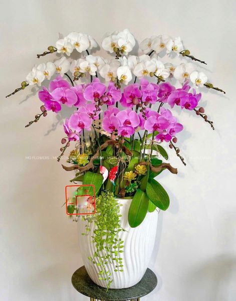  L0032 - LAN HỒ ĐIỆP 