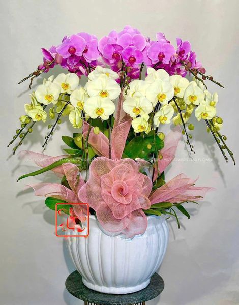  L0034 - LAN HỒ ĐIỆP 