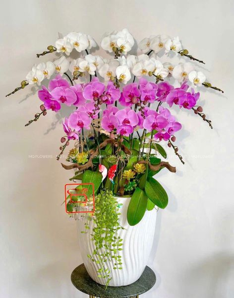  L0035 - LAN HỒ ĐIỆP 