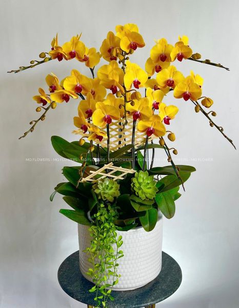  L0043 - LAN HỒ ĐIỆP 