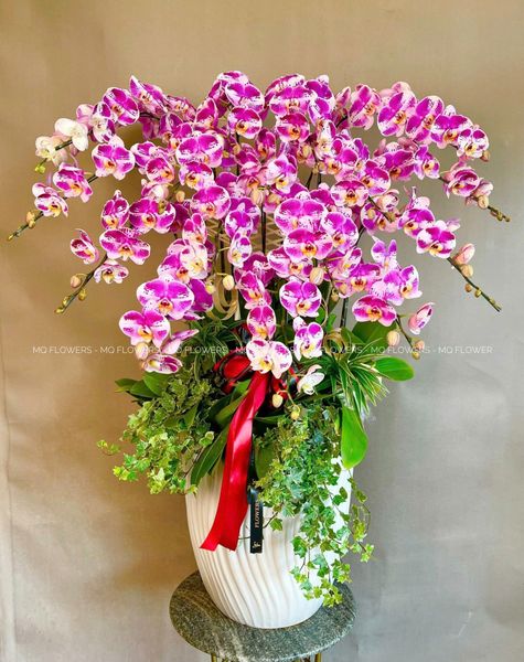  L0037 - LAN HỒ ĐIỆP 