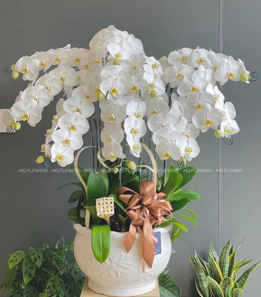  L0045 - LAN HỒ ĐIỆP 