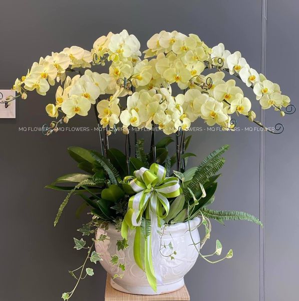  L0046 - LAN HỒ ĐIỆP 