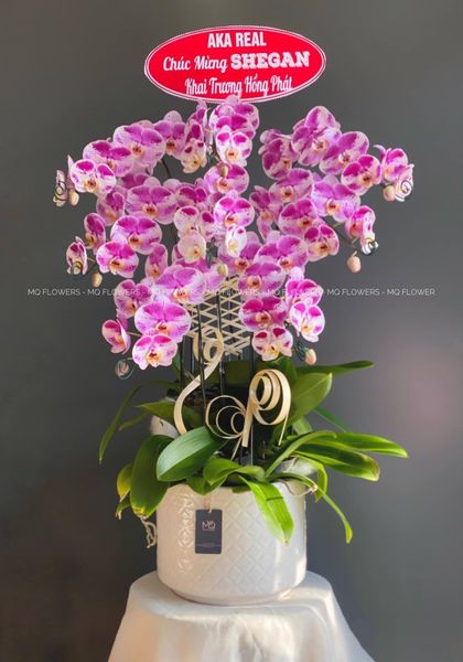  L0048 - LAN HỒ ĐIỆP 