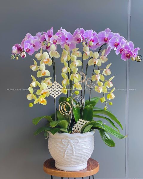  L0050 - LAN HỒ ĐIỆP 